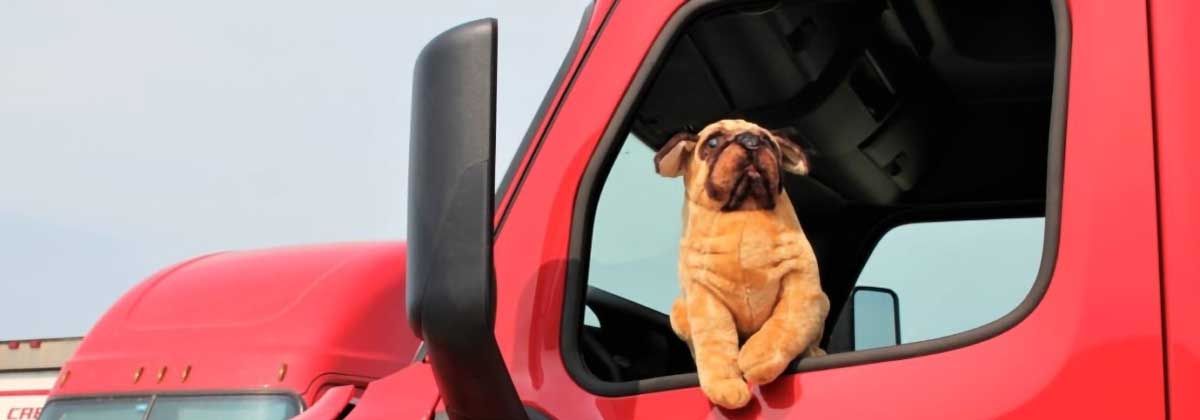 dog in truck cab